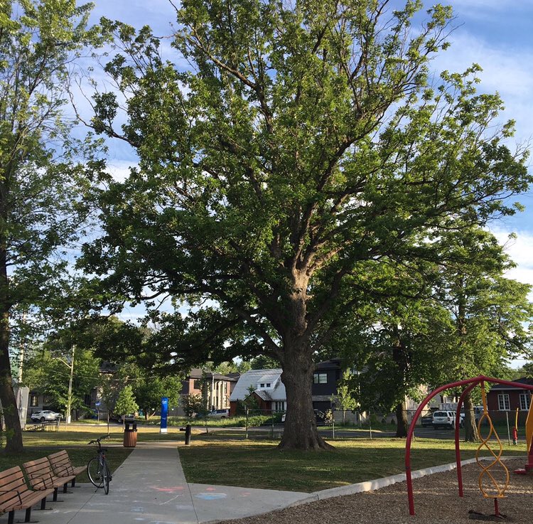 Inspireus55's tweet image. I love this big Old Oak tree in my hometown park #OldOakTree