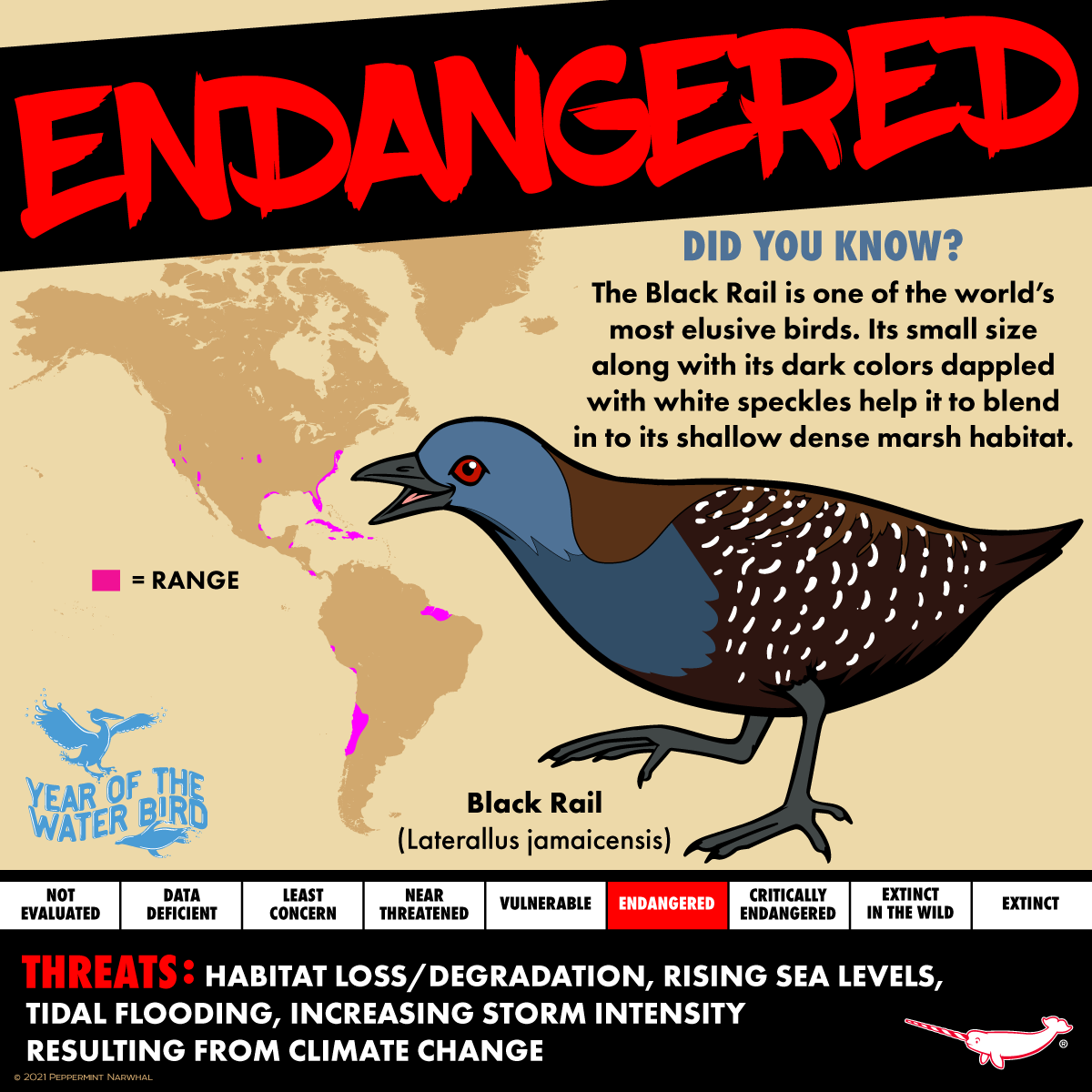 PepomintNarwhal's tweet photo. #Endangered #BlackRail 
#YearOfTheWaterBird 

#PeppermintNarwhal Christmas In July Sale 
1. 40% off Holiday Cards thru 7/31
2. NEW! Holiday Gift Tags 20% Off thru 7/25
3. 30% off Animal Face Masks thru 7/31
4. BOGO Holiday Narwhal Pin 
https://t.co/XnLBTJYQS0

#YOTWB https://t.co/k7YmDtXmLP