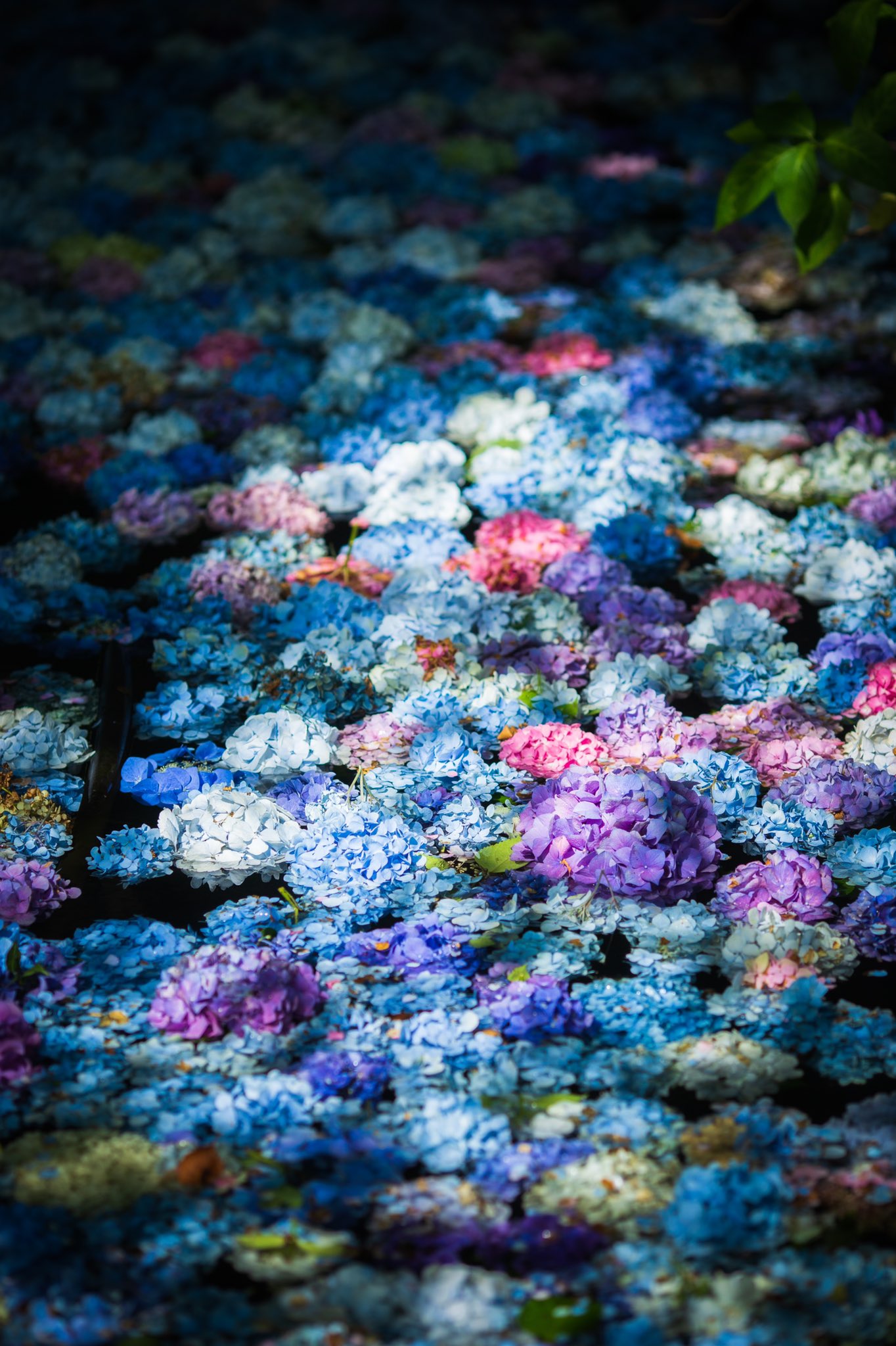 みちのくあじさい園 Twitter Search Twitter