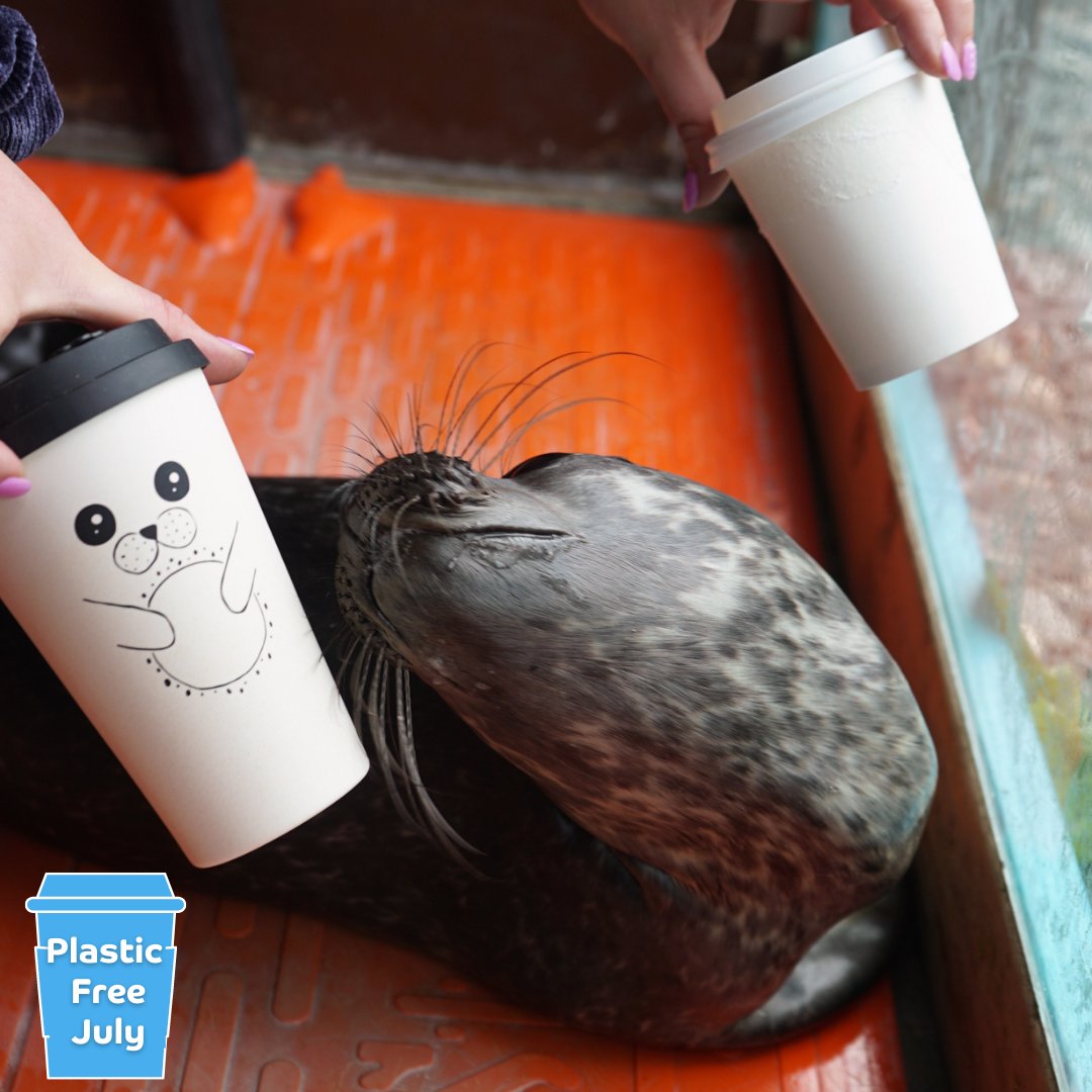 seal_rescue's tweet photo. During the last week of #PlasticFreeJuly why not advocate for your whole household to get involved! Help local businesses reduce plastic consumption by opting for biodegradable or re-usable containers like Gilbert here!

#SustainabilitySaturdays #zerowaste #plasticfreeoceans https://t.co/CUEAZ5FbaL