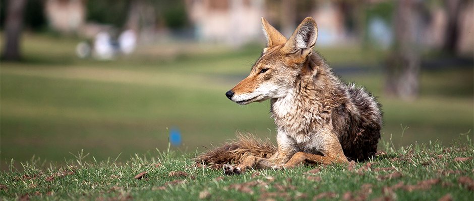 DailyCoyotes's tweet photo. Yote #195 https://t.co/uUKWQL07KP