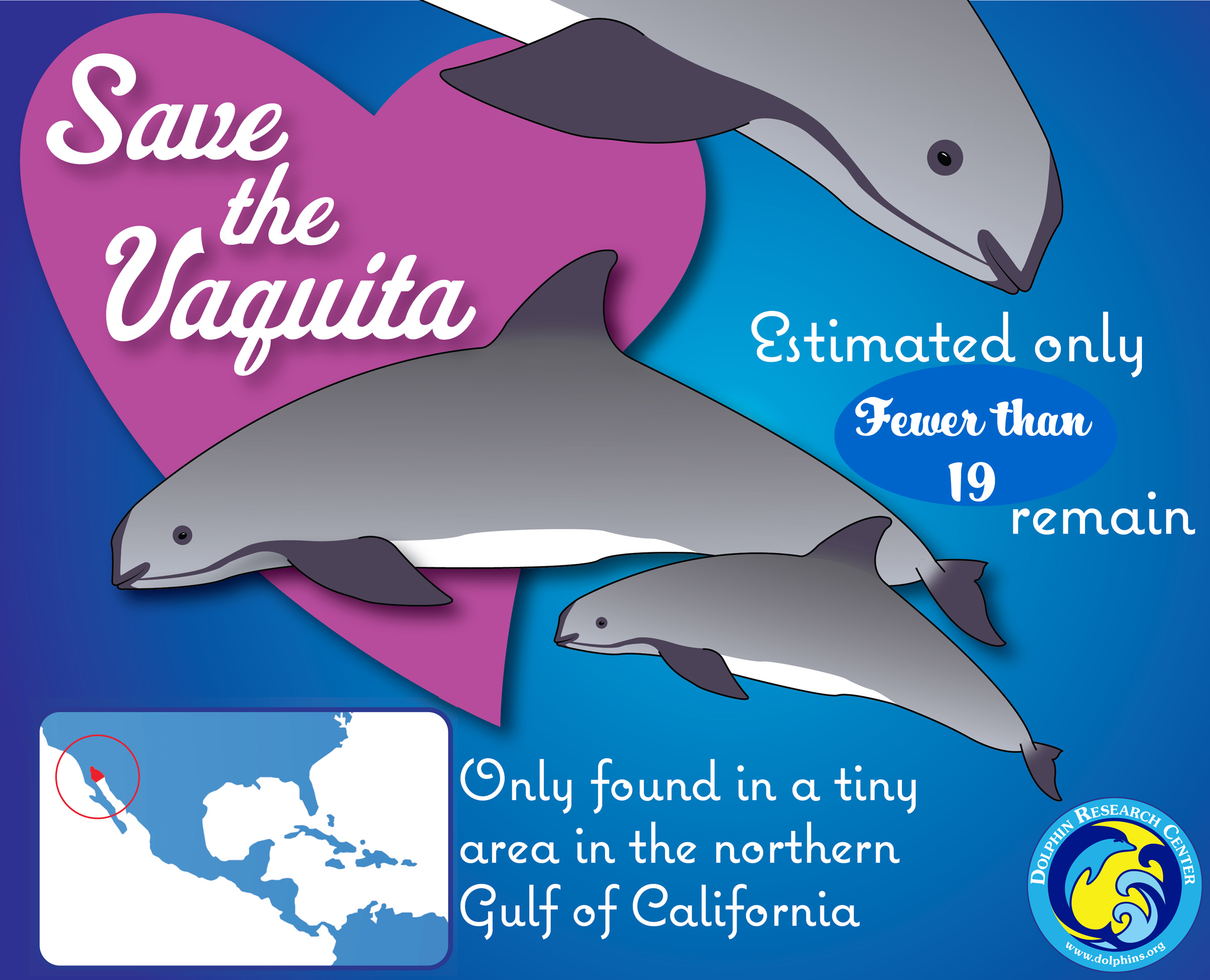 Vaquita dolphin