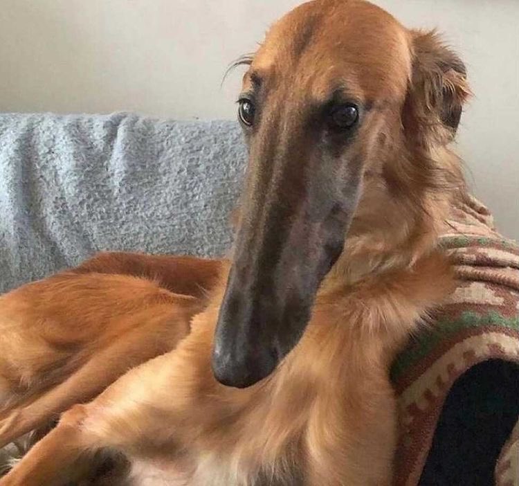 Jake77924179's tweet photo. Picture of my other dog 💯 why the long face mate 😹😹😹😩🤟 https://t.co/iro2V6tdHZ
