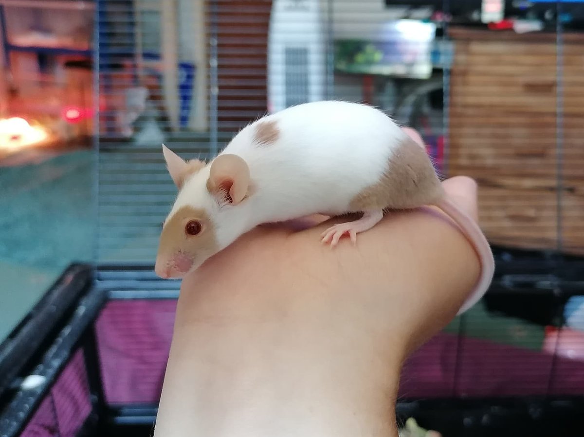 MouseryRainbow's tweet photo. Lala looking cute & doing a big reach!
#petmouse #fancymouse #cute #cutepet #smallpet #tinypet #adorable https://t.co/JknKOO3Y7n