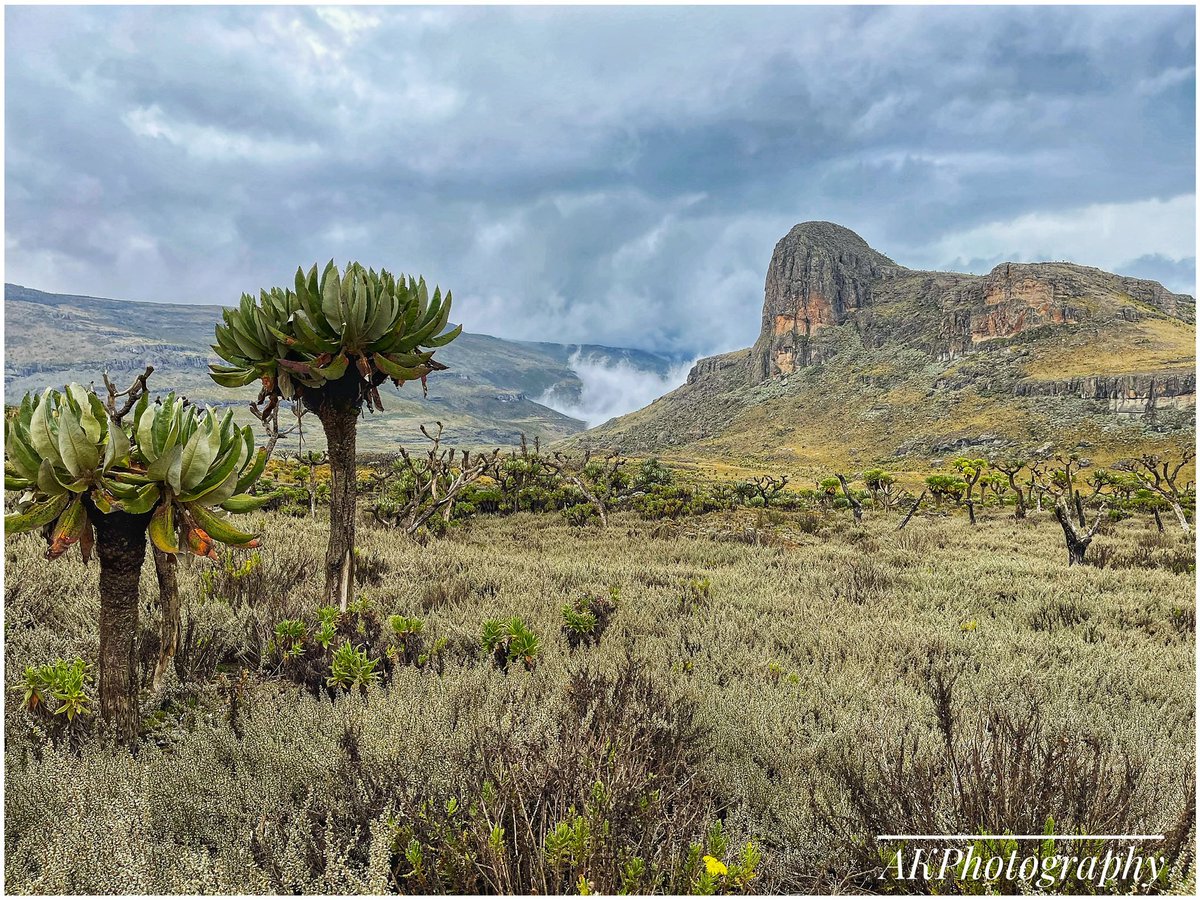 If you ever get a chance, visit and climb #MtElgon - it has got one of the most beautiful displays of nature ever!!!
Here are some throwback pieces (a thread) for your viewing pleasure … 
Cc @MtSlayersUg @ugwildlife @TourismBoardUg