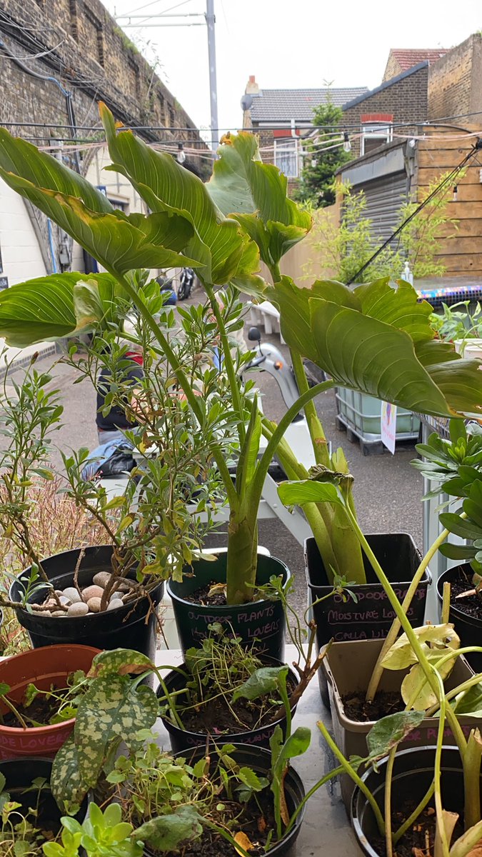 <a href="/BrentSolFund/">Brent Solidarity Fund</a>. Calla Lilies. Massive, dependable, lovely.