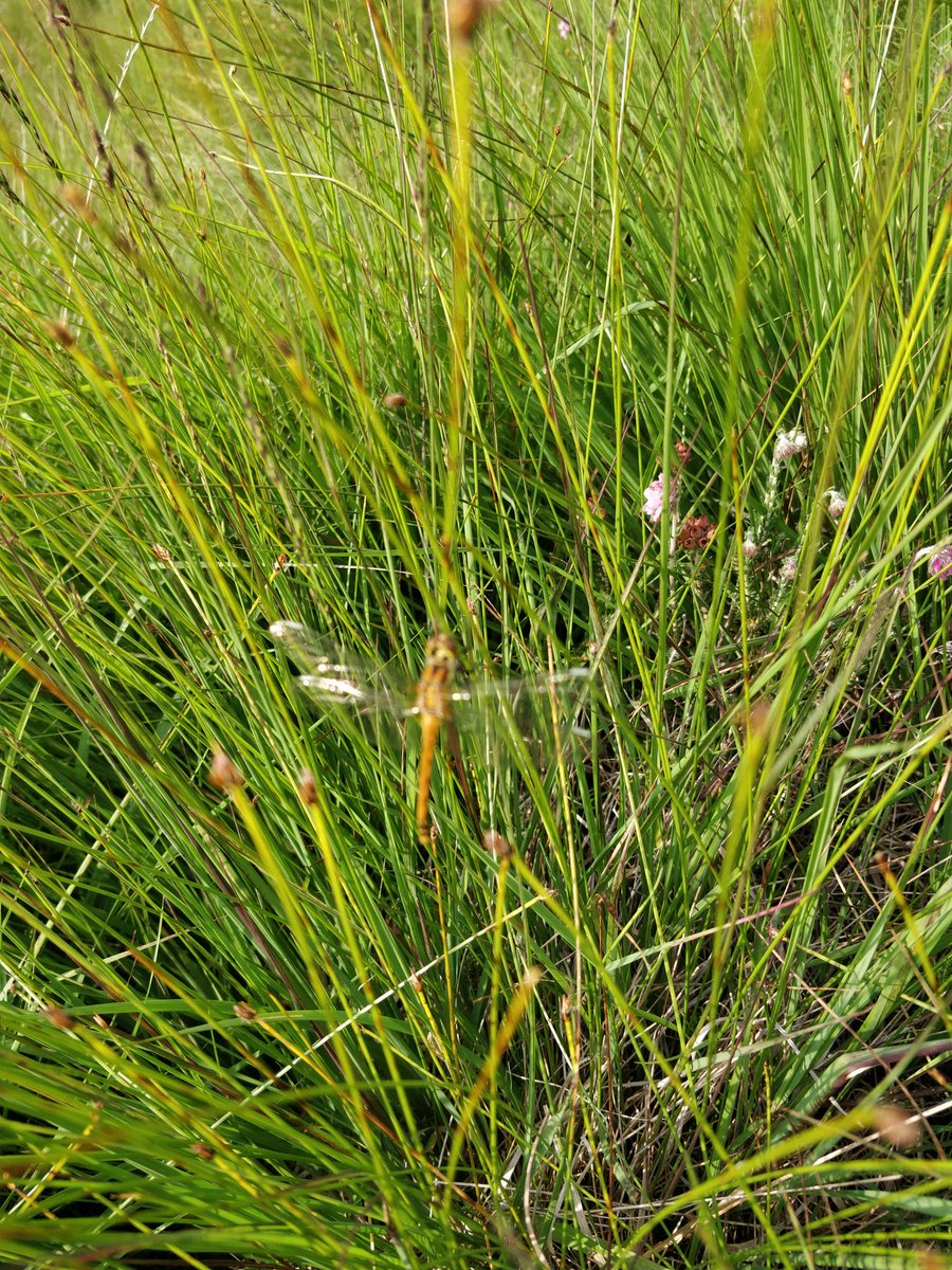 Ok, so I'm not going to win any prizes for #wildlife photography. But <a href="/BDSdragonflies/">British Dragonfly Society</a> this is in #eryri at about 400m asl. Molinia / Juncus / Erica tetralix (I.e. pretty wet!) No line down abdomen. No clear wing markings. Quite small / slight.
Any chance of an ID?