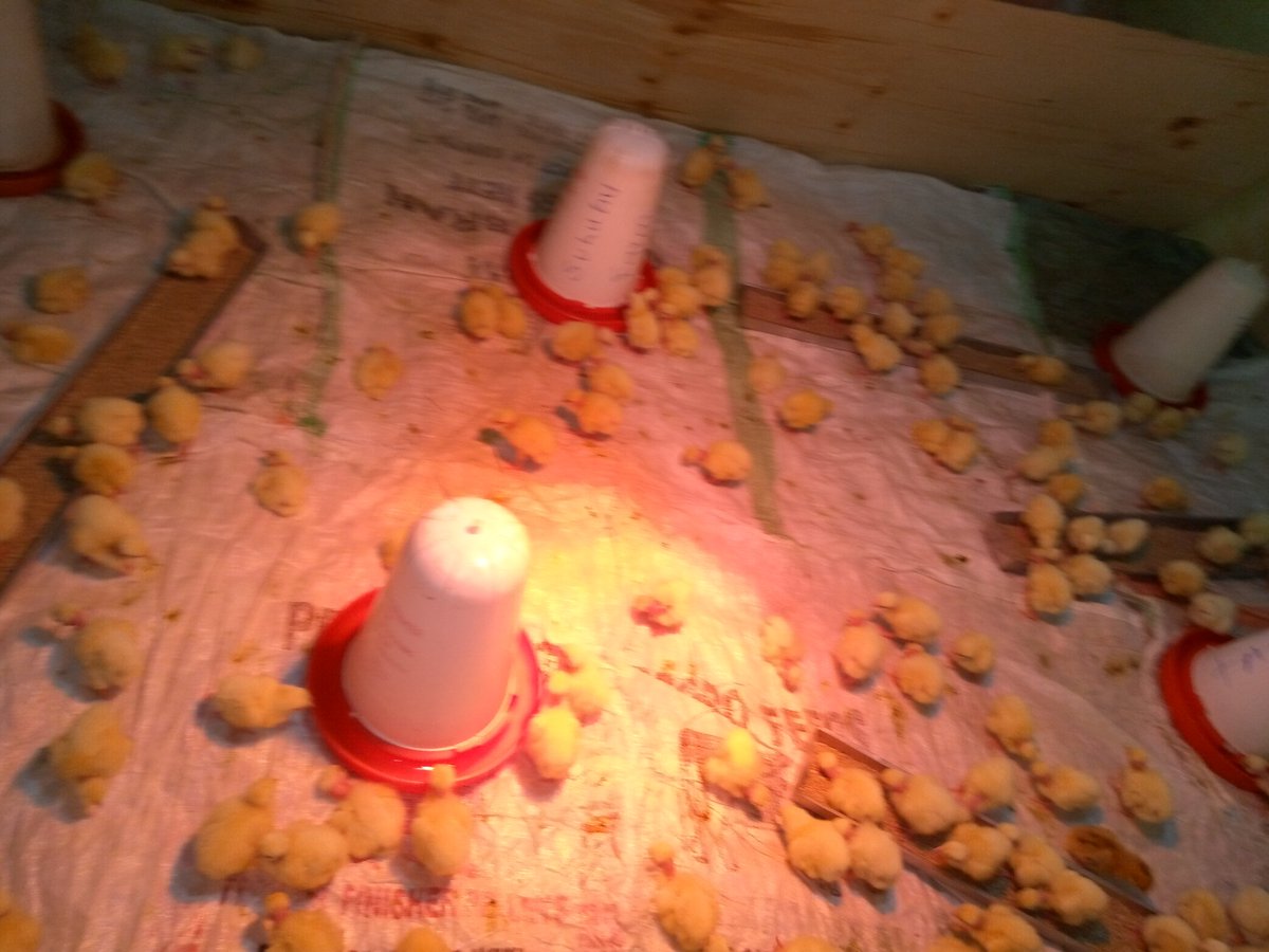 suluhufarm's tweet photo. What do you use as brooder paper? 
Suluhu farm uses sacks sown together to form a mat,, the chicks love it.
#Broodingchicks
#agriculture #Suluhufarm https://t.co/9pvmBxDUIq
