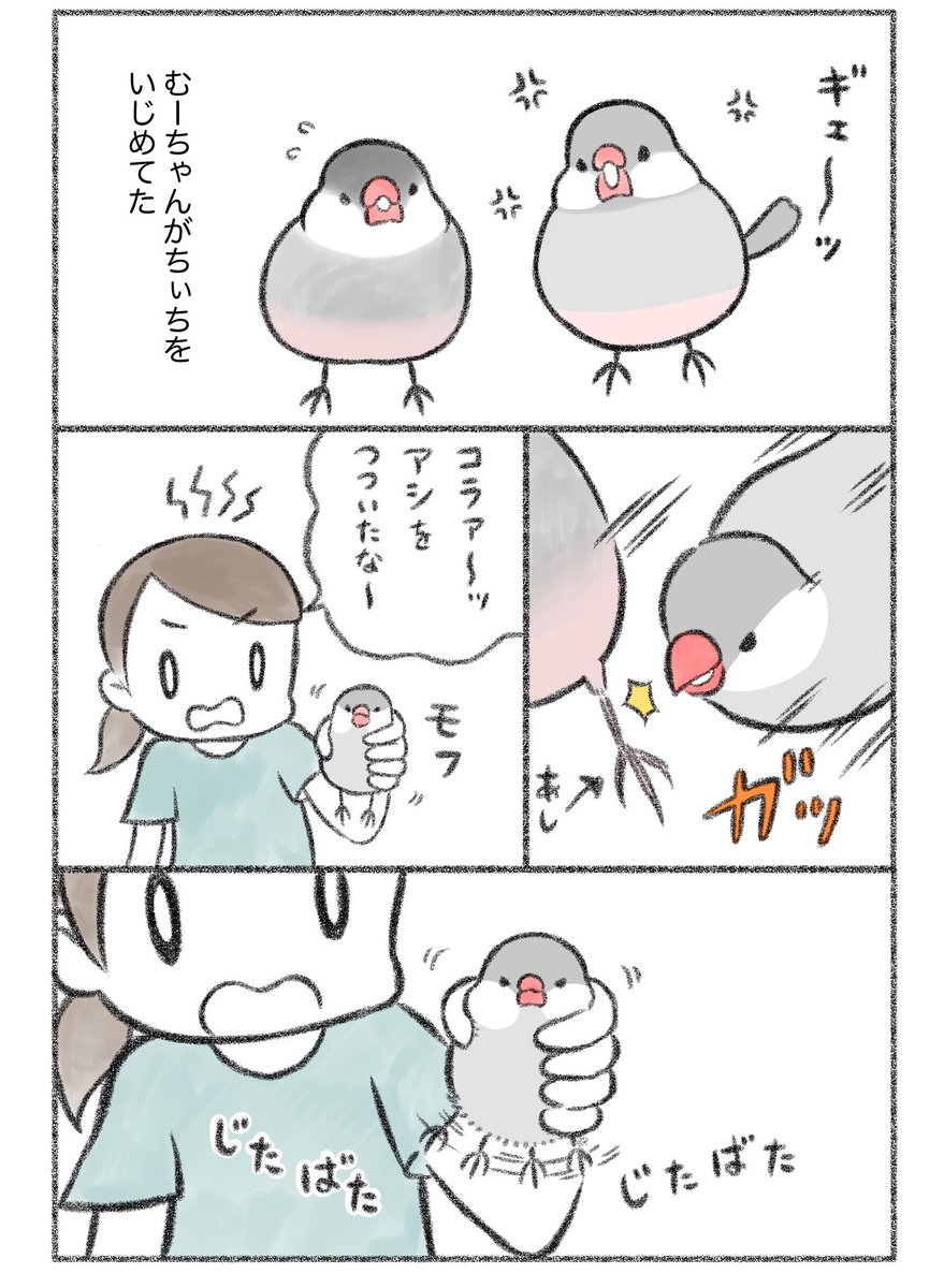 マンガ「仲良くしてね」

#文鳥 #buncho 