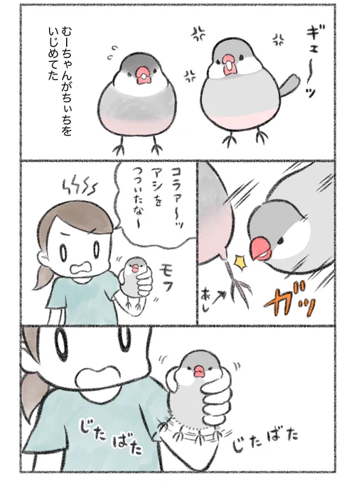 マンガ「仲良くしてね」

#文鳥 #buncho 