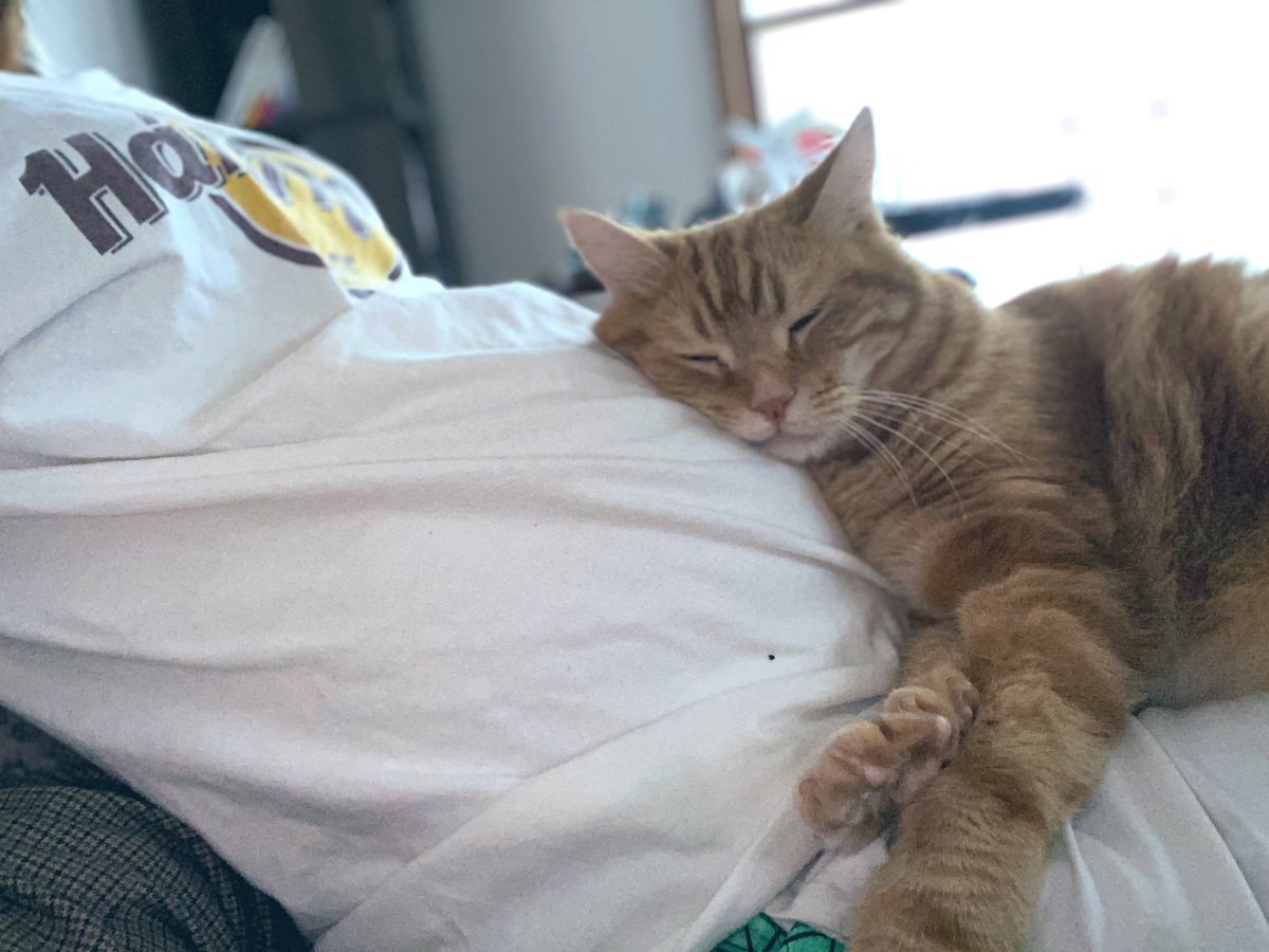 run_ksi's tweet photo. 胎動感じ猫？ https://t.co/XnsWnomoEB