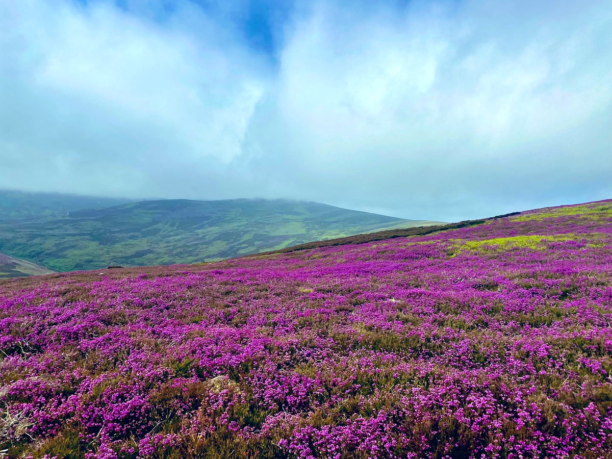 “See yon far heathy hills, whare they're risin', Whose summits are shaded wi' blue” Mt Battock #Corbetts #Munros #Scotland #RespectProtectEnjoy #OutAndAboutScotland #TakItHame <a href="/walkhighlands/">walkhighlands</a> <a href="/scotland/">Brand Scotland 🏴󠁧󠁢󠁳󠁣󠁴󠁿</a> <a href="/TGOMagazine/">The Great Outdoors</a> <a href="/ScotsMagazine/">ScotsMagazine</a> <a href="/ramblersscot/">Ramblers Scotland</a>
<a href="/WalksBritain/">Walks Around Britain</a> <a href="/Mountain_Scot/">Mountaineering Scotland</a>