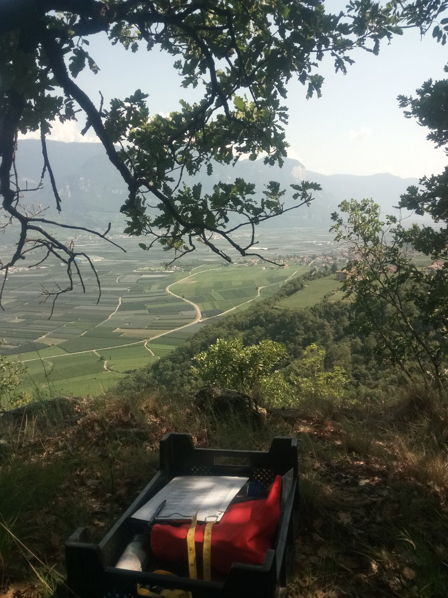 AcornBiodiv's tweet photo. Field collection continues! Many thanks to the forest authorities of South Tyrol for their substantial support. https://t.co/mGEzODZ0FM