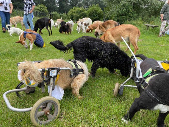 dierenthuis's tweet image. Willen jullie iets voor me doen? 🙏 #dtv 
Deze tweet met Extra Nieuwsbrief massaal delen? 
Zodat meer lieve mensen ms donateur willen worden? Als ze eenmaal weten hoe bijzonder het hier is…? 
🐶 🐈‍⬛ 🐎
dierenthuis.nl/extra-nieuwsbr…