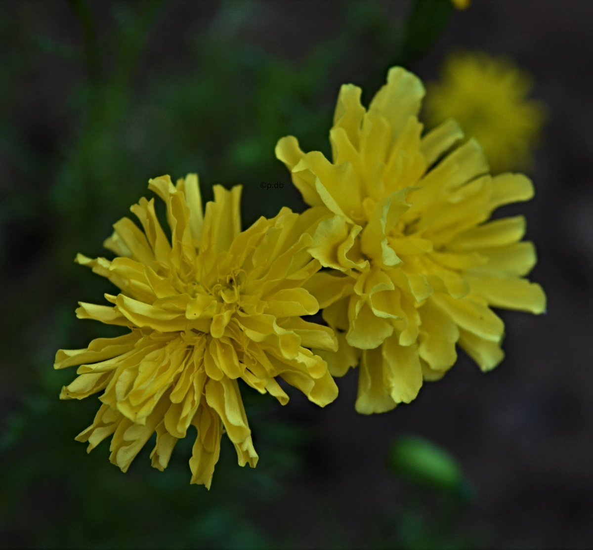 wordblossom's tweet photo. from home&amp; elsewhere
#flowers #photography #littleshowers #rain #NaturePhotography #findingsmiles #colours https://t.co/61Tj1VHqb5