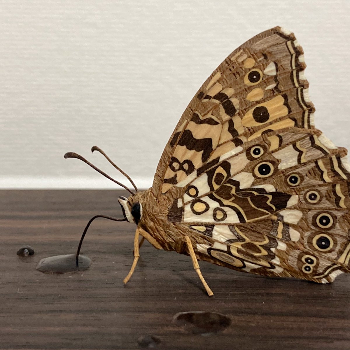 木で水を彫った(！)と話題になった福田亨さんの作品「吸水」もINSECTS