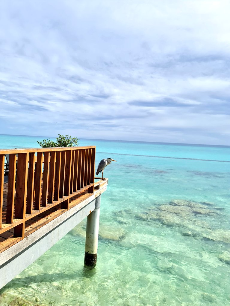 𝗔𝘀 𝗳𝗿𝗲𝗲 𝗮𝘀 𝘁𝗵𝗲 𝗼𝗰𝗲𝗮𝗻. 🌊
.
.
.
.
.
.
.
#greyheron #KuramathiMoments #Kuramathi
#WorldsLeadingDestination #Maldives #VisitMaldives #SunnySideOfLife #island #resort #shadesofblue #travelmaldives #paradise #indianocean #nature #naturelovers @kuramathiisland