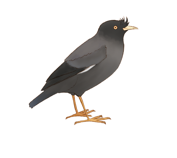 ハッカチョウのtwitterイラスト検索結果 ハッカチョウのtwitterイラスト検索結果