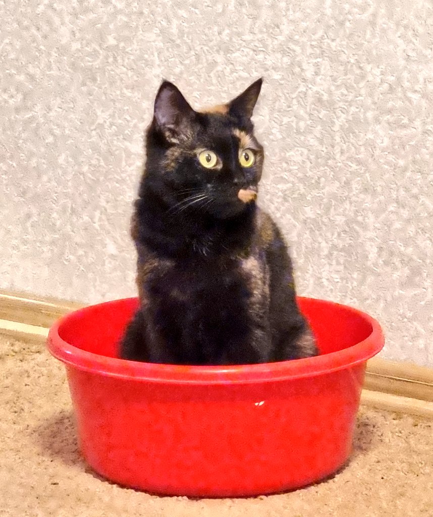 fluffypanther's tweet photo. @Jasiripard https://t.co/Dlm1Pe6Aja