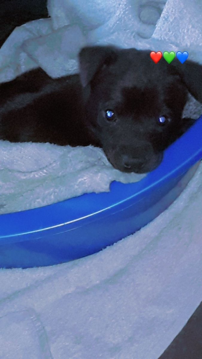 CQwari's tweet photo. 💛😍Puppy Bruno🐶 https://t.co/vZmxNRWqpy