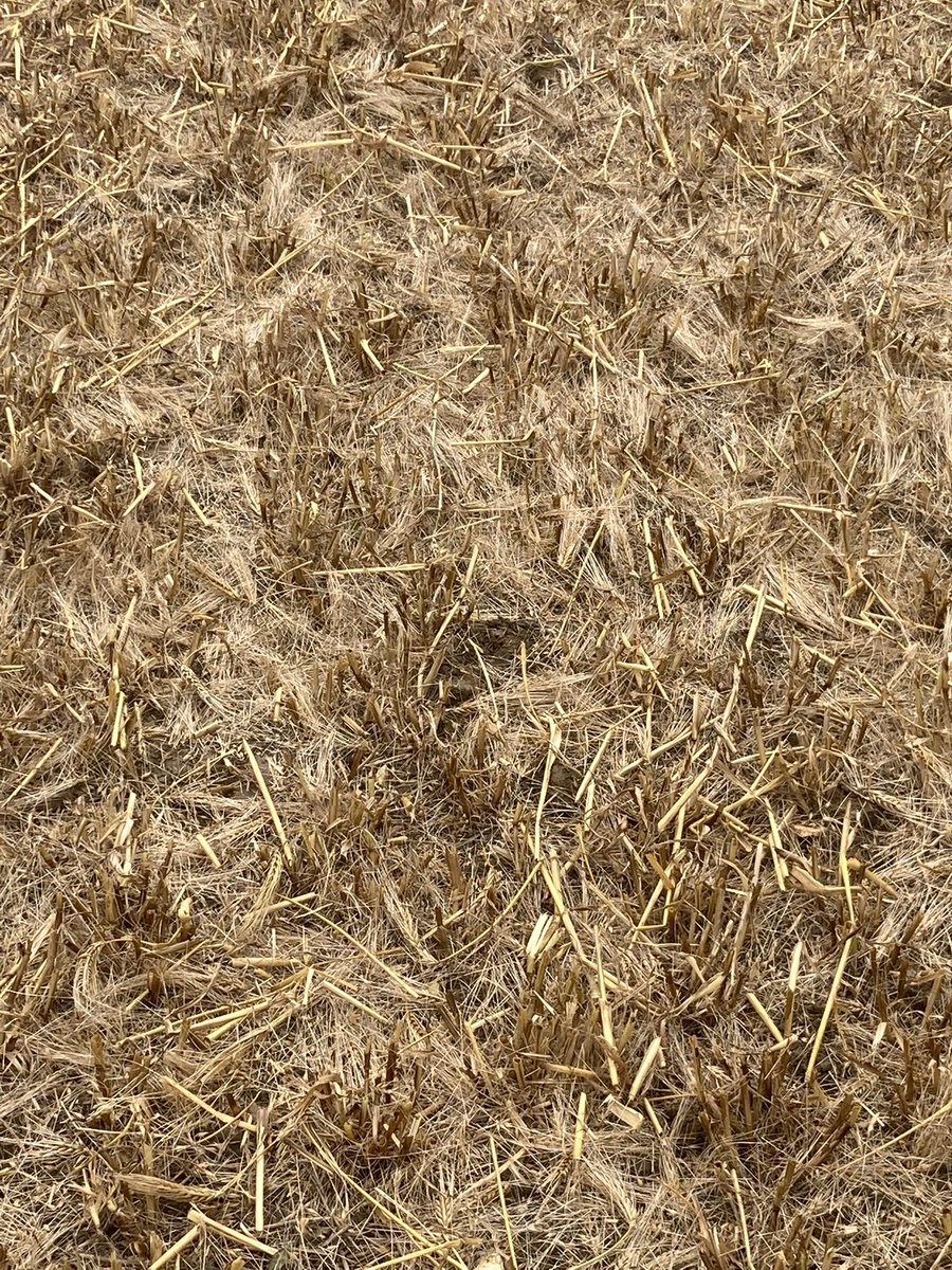 E W Davies Farms Ltd tweet media