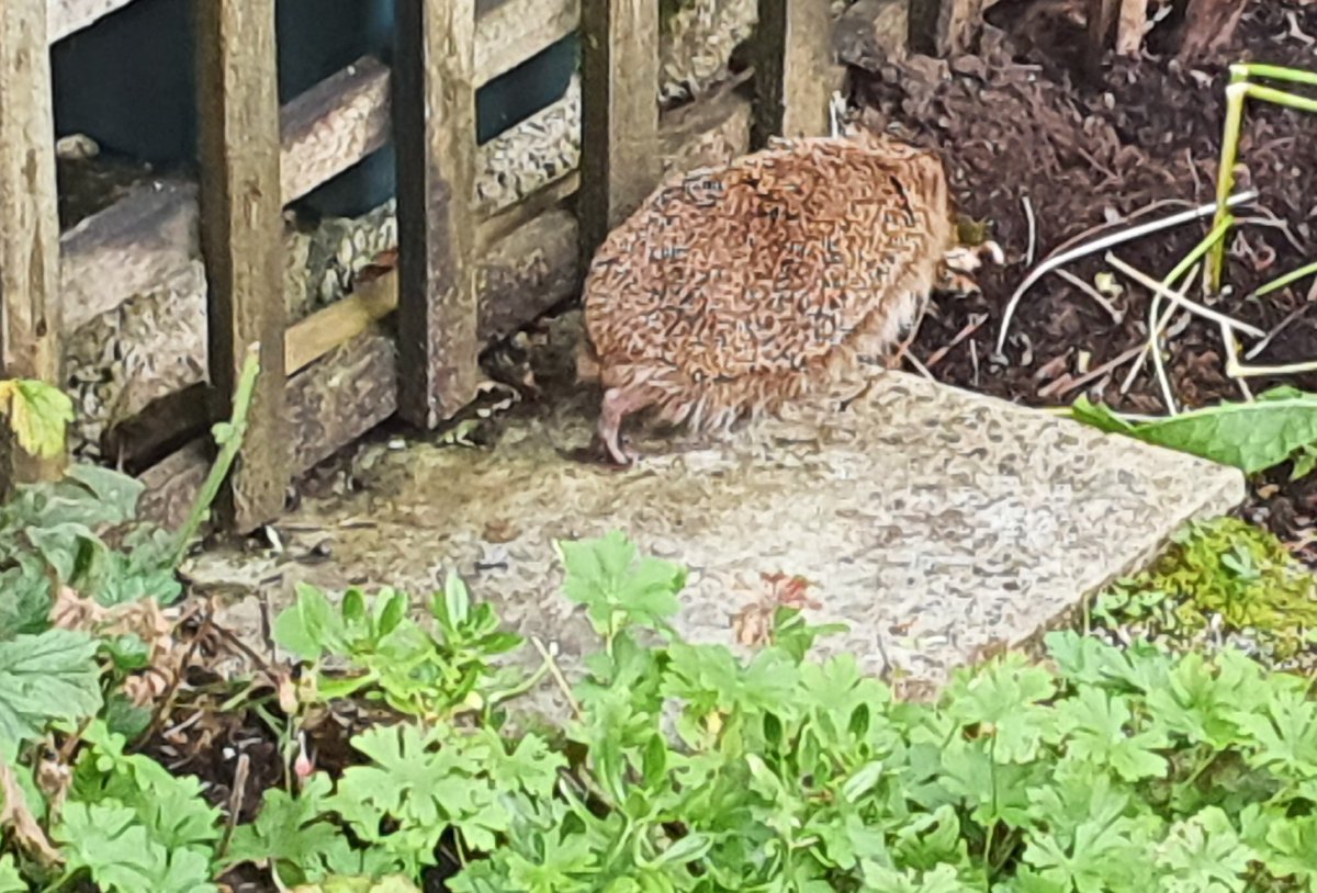 AHaglington's tweet photo. Begin the day with a friendly #hedgehog... https://t.co/QEm5UpyWFK