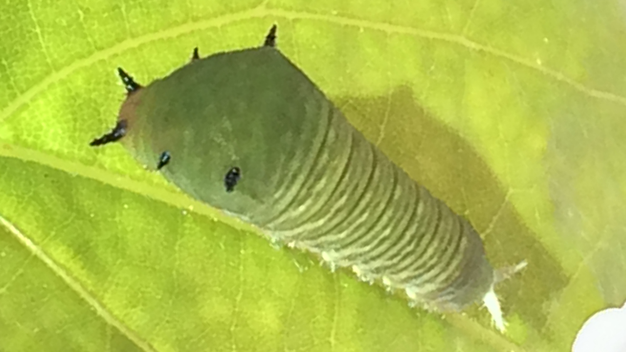 ぬけさく アボカドには多くの品種があり その中にはペルシンが少ないものもあるので そのようなアボカドの葉は幼虫に与えても大丈夫かもしれません ウィキペディアのアボカドの項目に幼虫の食草と書かれていて ブログ等にもアボカドの葉で育ったとの