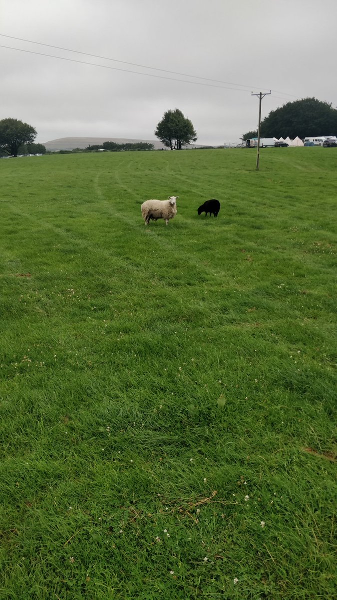 GBPooler's tweet photo. Looking a bit sheepish after the first night @SteelhouseFest https://t.co/BvDayy53uQ