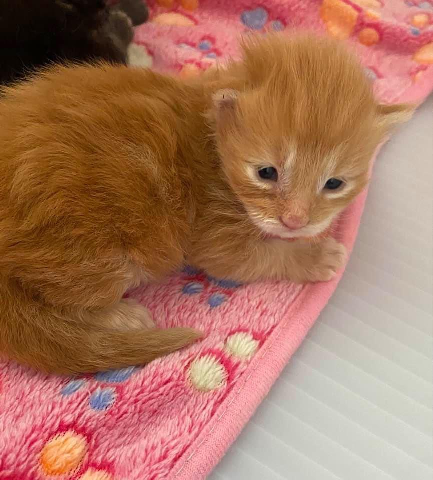 DrNickDickson's tweet photo. Our baby Claude, nearly two weeks old #squeeeeeeee https://t.co/45yAI35FxD
