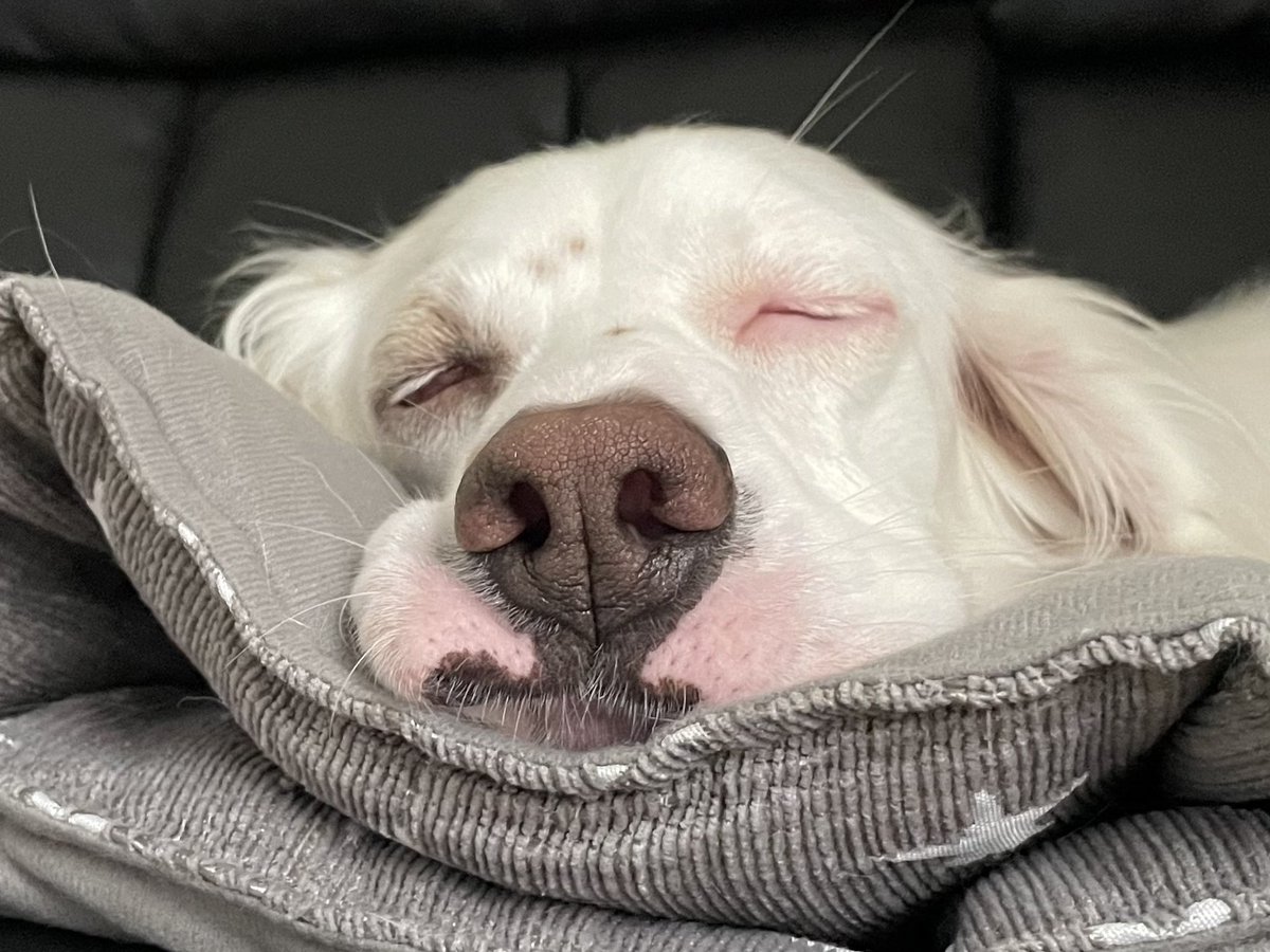 みのかさ 犬のかわいい寝顔をみてください みのかさ 犬のかわいい寝顔をみてください