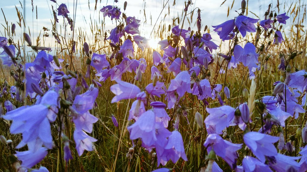 wildlakesrunner's tweet photo. Saturday morning....enjoying the early run before it gets too hot, lots of Harebells around in the fields at the moment ☺☀🌼 #weekendvibes https://t.co/ck5PVuN1A3