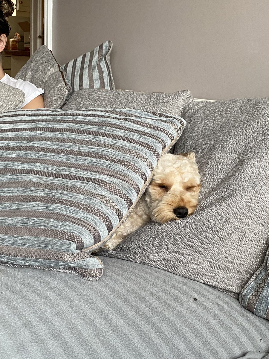 CockapooMaeve's tweet image. Just sleeping …