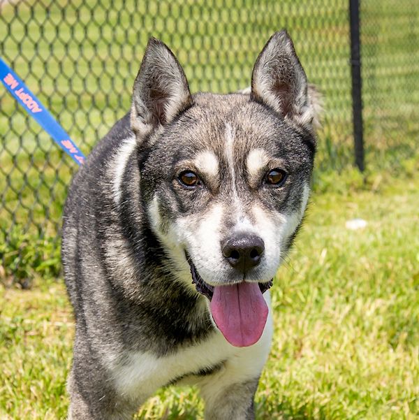 TaysiaBlue's tweet photo. If you're into adventure, thrill, and excitement, Vegas might just be your guy! Apply for this adorable 3 year old Husky mix to hit the jackpot! https://t.co/gejzRJR1kl https://t.co/bXxV0Kh0qV