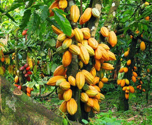 Ghana attains highest cocoa production in history for 2020/2021 season
Ghana has produced the highest volume of cocoa beans in history, exceeding over (1M) one million metric tones with over (10) ten weeks left until the end of the season.