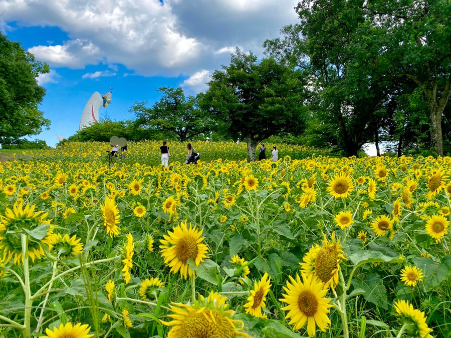 22年 大阪でおすすめのひまわり畑6選 見頃 開花情報 アクセスなどを紹介 ニシタビ