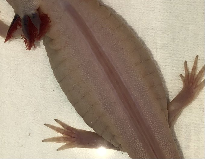 ウーパールーパーのtwitterイラスト検索結果