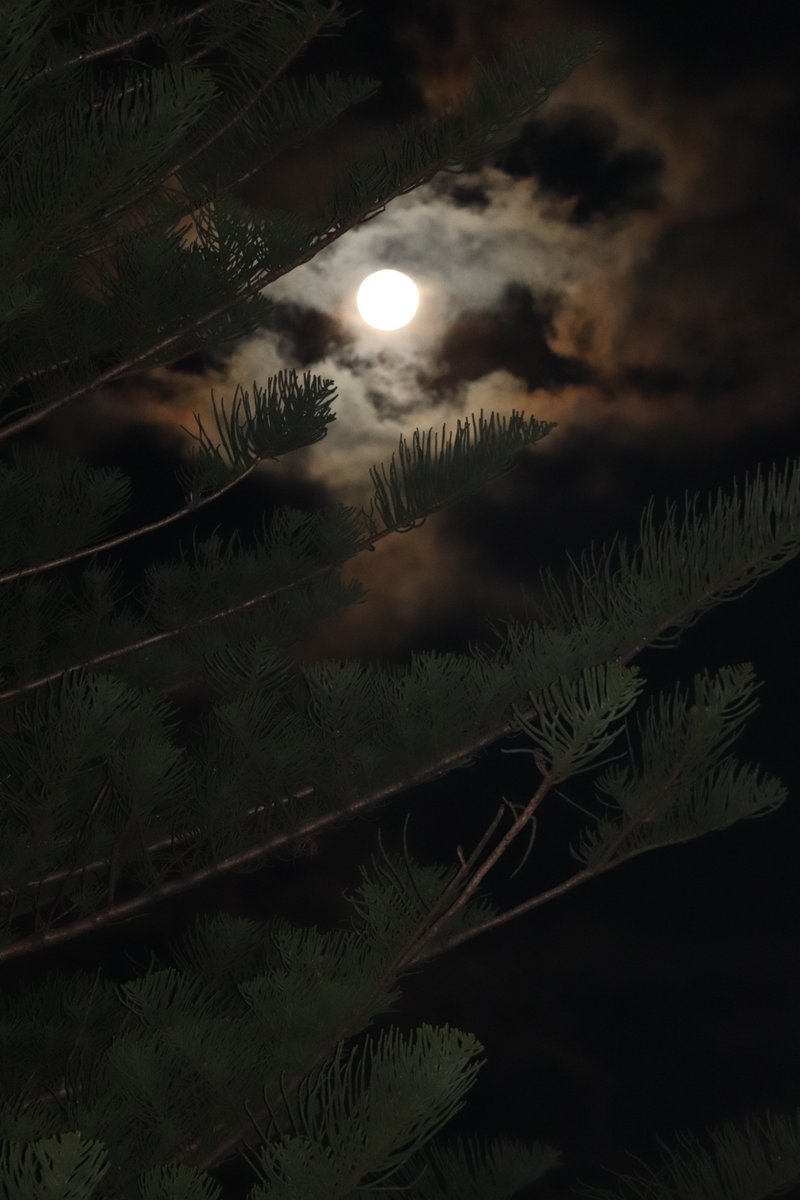 Anza_Simmo's tweet photo. More #Moon from #LovesBay #Kiama #Moonlight #WitchesNightOut #FullMoon #FullMoonMagic #Photography #NoFilter #CanonEOS77D #CanonPhotography https://t.co/MRvewXxtHw