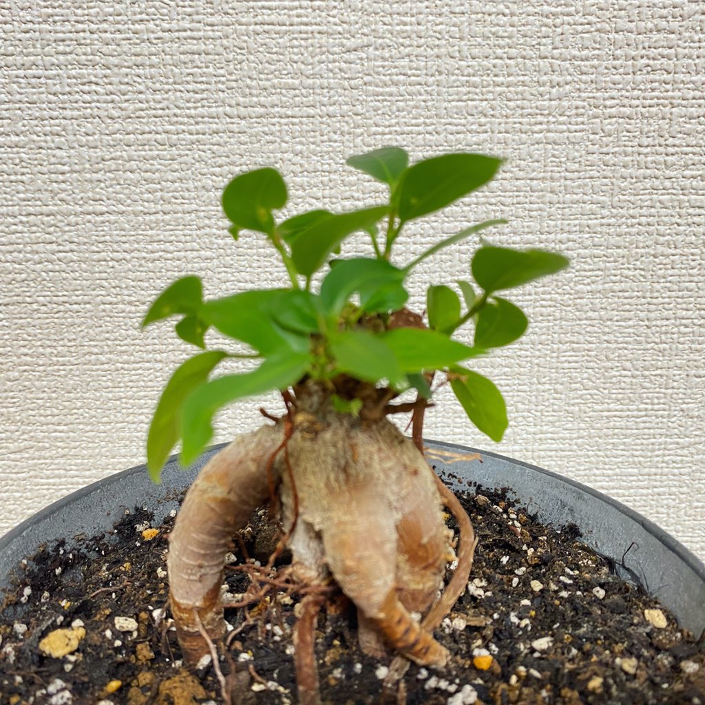 丸坊主剪定 丸坊主剪定