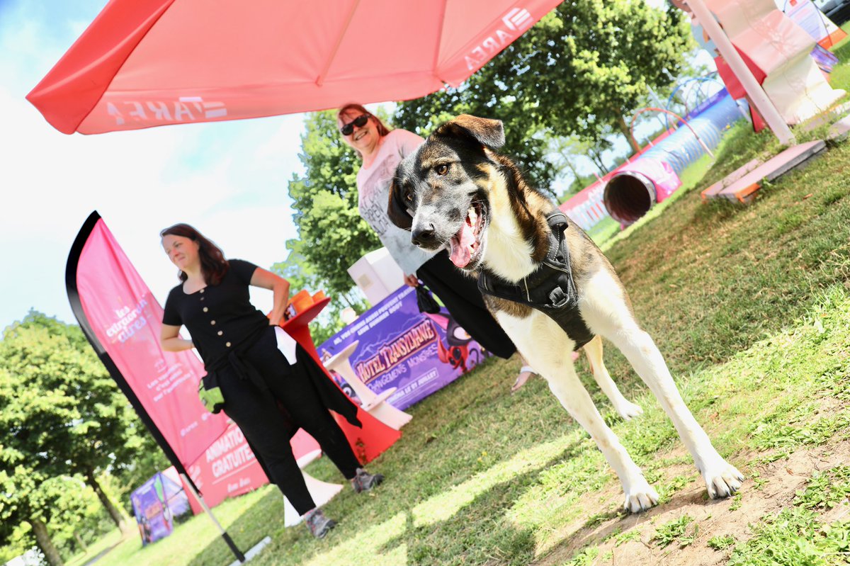 nicolas_contant's tweet photo. Des 🐕🐶 heureux sur nos parcours canins ça fait plaisir ! Et on en profite pour sensibiliser au fléau de l’abandon #aprrcontrelabandon https://t.co/hGZLTR9Y9P