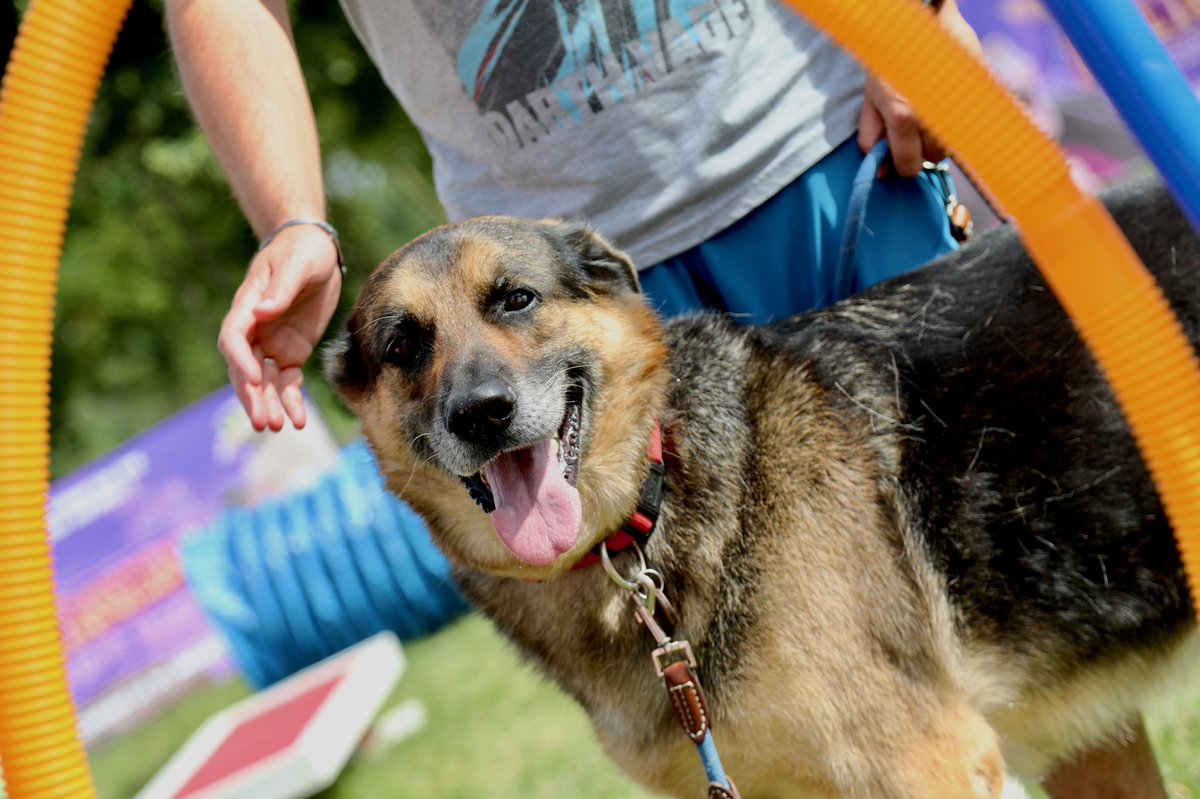 nicolas_contant's tweet photo. Des 🐕🐶 heureux sur nos parcours canins ça fait plaisir ! Et on en profite pour sensibiliser au fléau de l’abandon #aprrcontrelabandon https://t.co/hGZLTR9Y9P