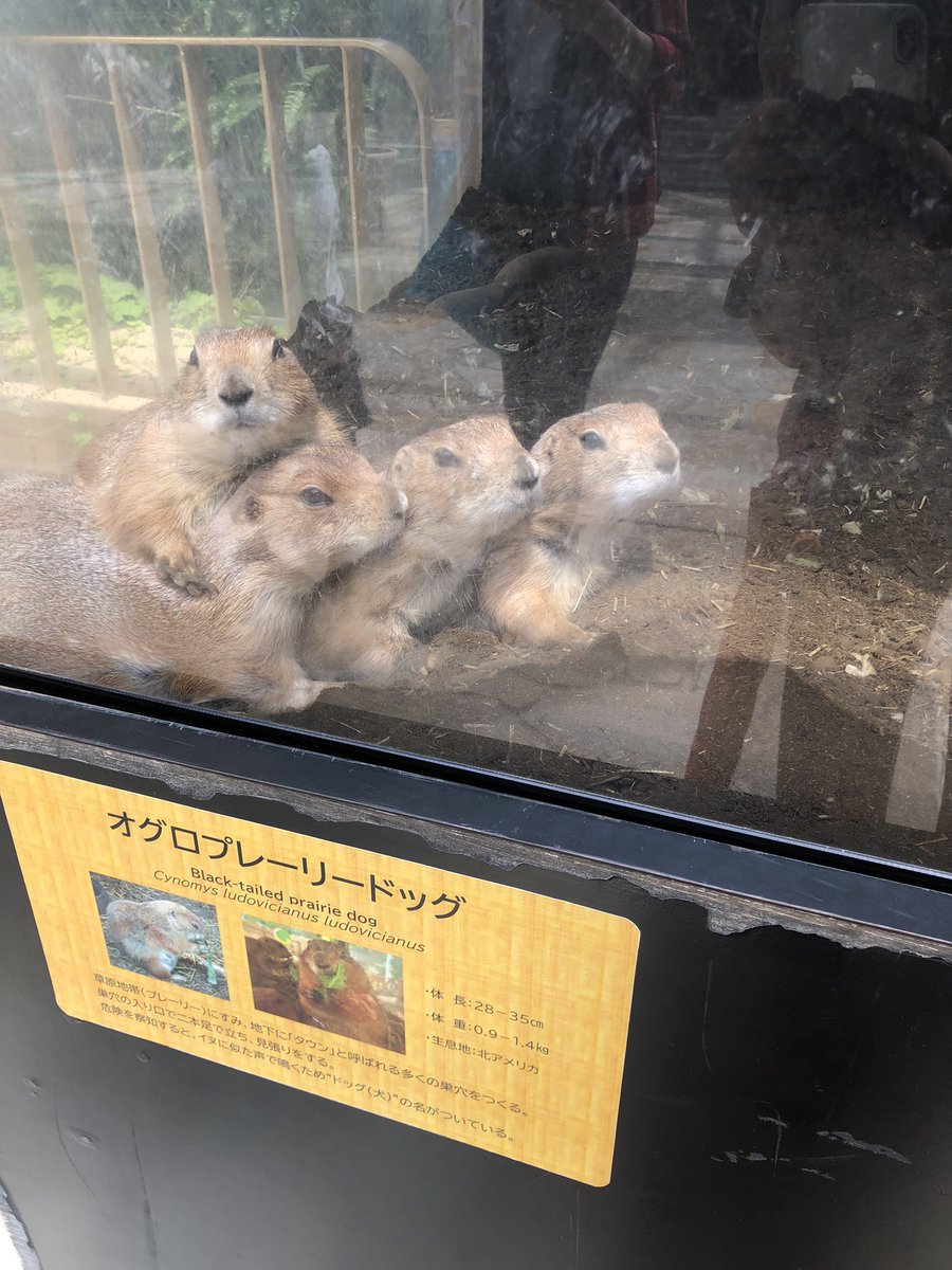 バトリ 勝悟 Coumei Twitter