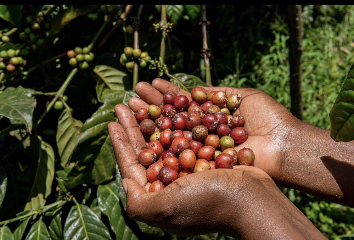 Did you know you can eat coffee cherries as a food.

Early on, people mixed coffee berries with fat to create an energy-rich snack ball. They would also ferment the pulp to make a wine-like drink.   

Would you eat the fat-coffee cherry snack ball ? 

Frame 2-coffee cherries