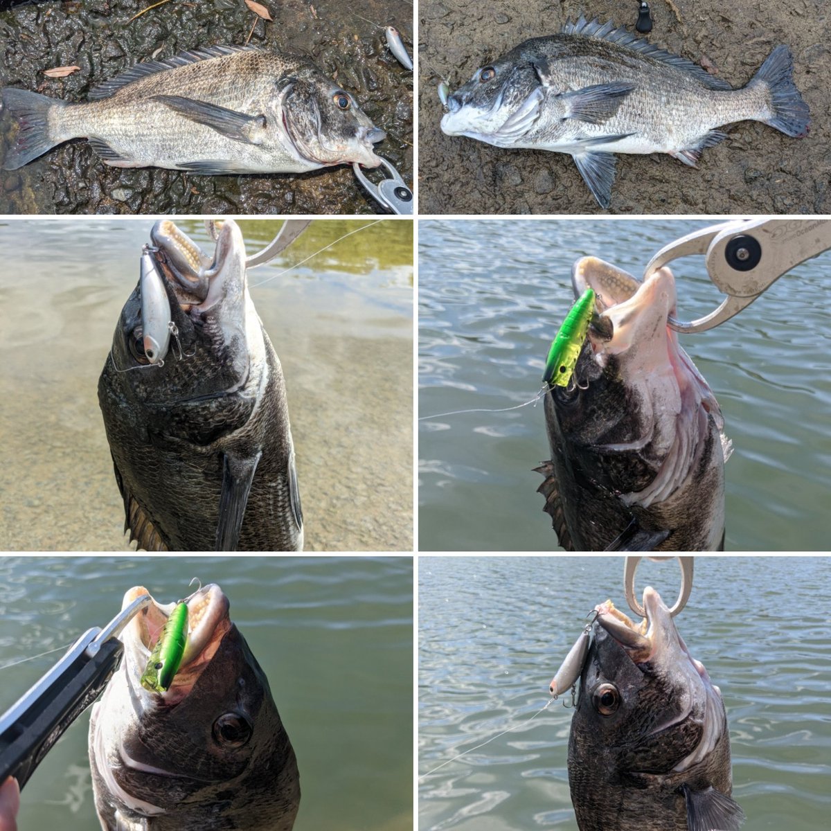 チヌトップ チヌトップ