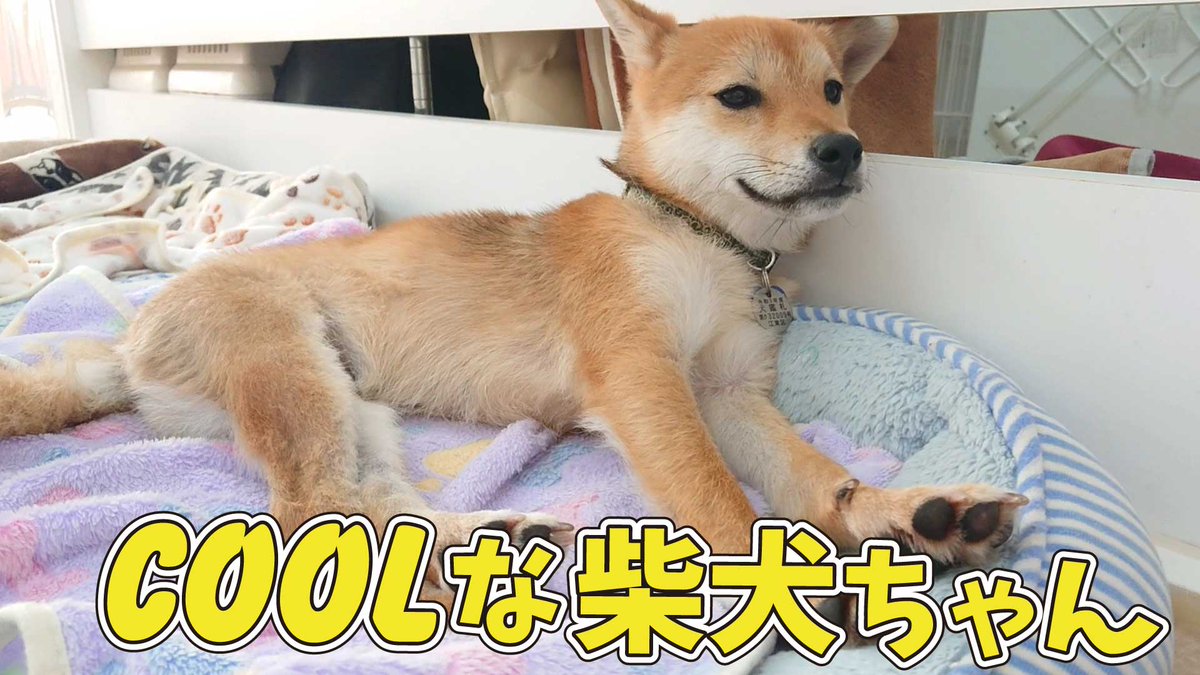 犬の保育園 のtwitterリアルタイム検索結果 Meyou ミーユー 犬の保育園 のtwitterリアルタイム検索結果 Meyou ミーユー