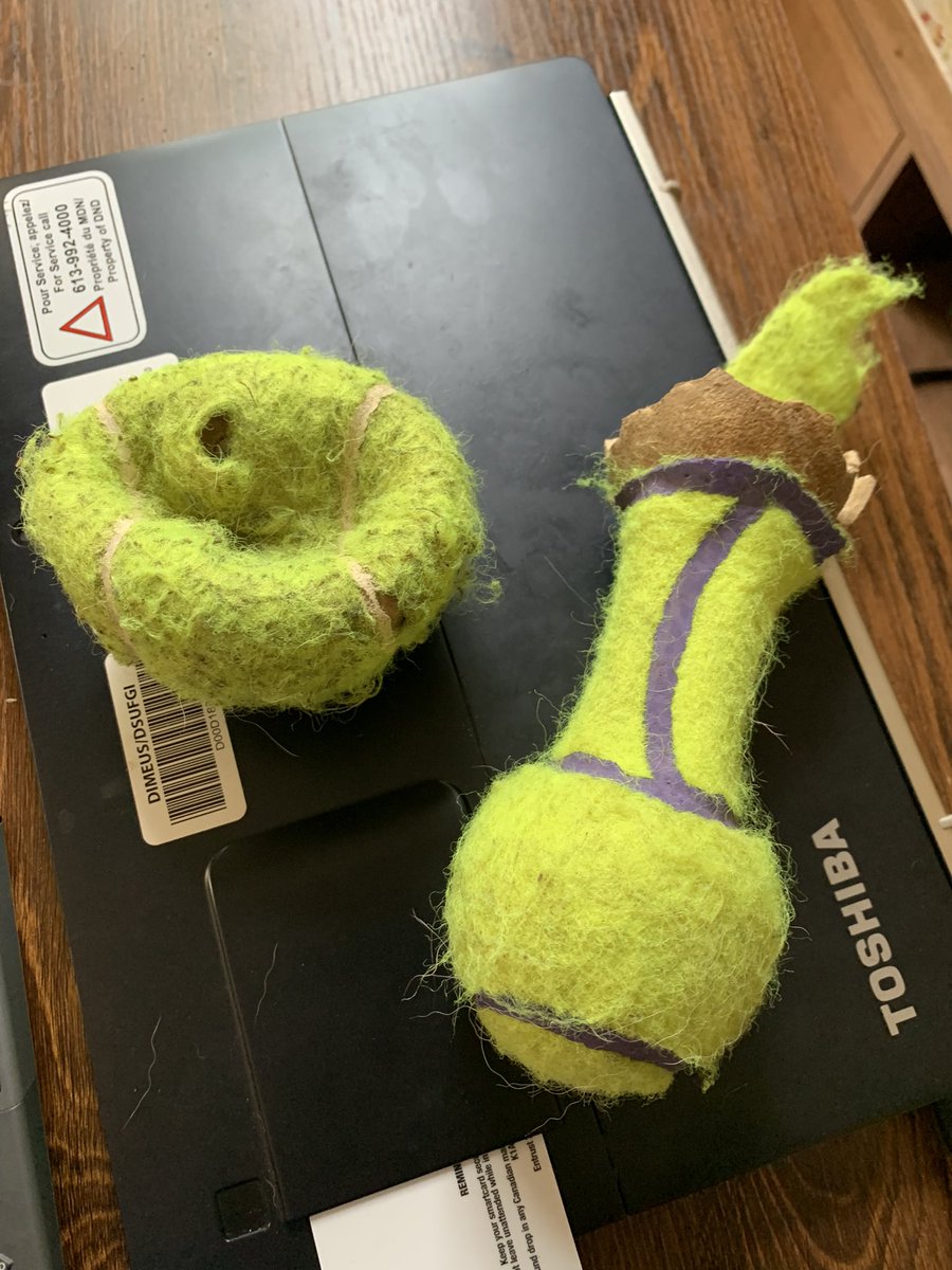 marykirby71's tweet photo. Ok #kong , Fiji only likes tennis balls. Please make them stronger. #aweeklater #expensivehabit #babyshep #babyshark #dog #ball https://t.co/coHN8hNLN3