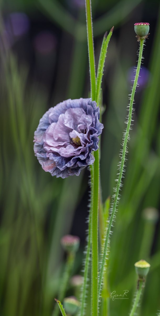 ginachillin's tweet photo. A beautiful sight this morning with more gorgeous poppies bursting into life ❤️❤️homegrown with seeds from @stocksandgreen. #poppytastic #amazinggreys #homegrown #GardenersWorld #gardening #ginar #macro #photographer #Hull #Yorkshire #flowers #Poppy https://t.co/xmZSiuhF54