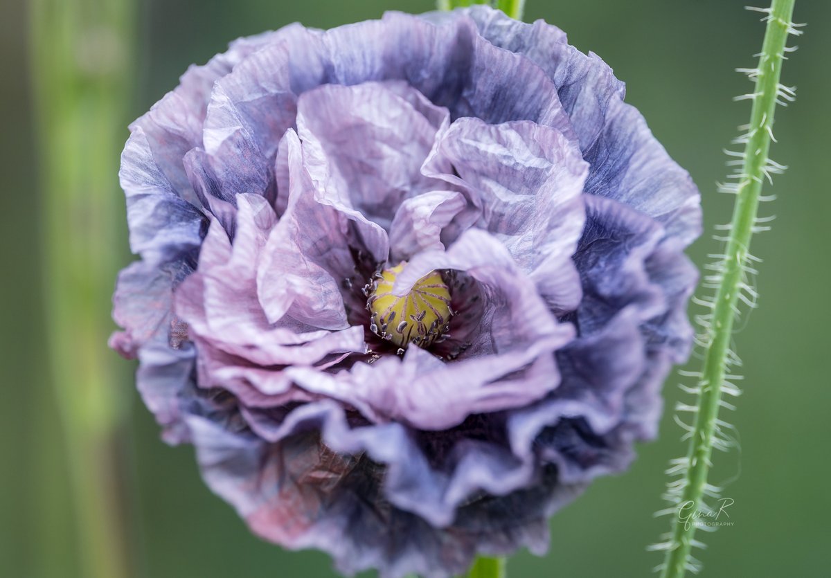 ginachillin's tweet photo. A beautiful sight this morning with more gorgeous poppies bursting into life ❤️❤️homegrown with seeds from @stocksandgreen. #poppytastic #amazinggreys #homegrown #GardenersWorld #gardening #ginar #macro #photographer #Hull #Yorkshire #flowers #Poppy https://t.co/VEdcdEXviS