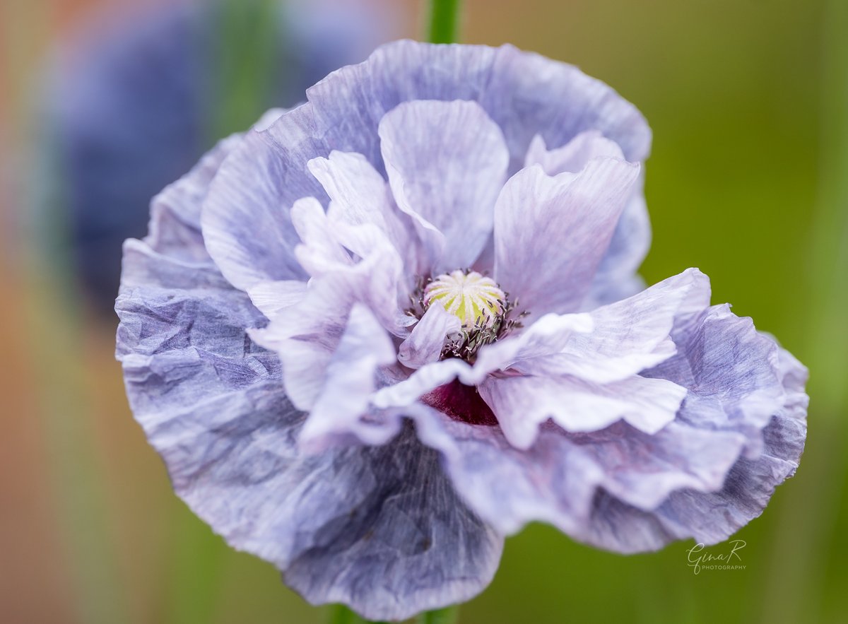 ginachillin's tweet photo. A beautiful sight this morning with more gorgeous poppies bursting into life ❤️❤️homegrown with seeds from @stocksandgreen. #poppytastic #amazinggreys #homegrown #GardenersWorld #gardening #ginar #macro #photographer #Hull #Yorkshire #flowers #Poppy https://t.co/VEdcdEXviS