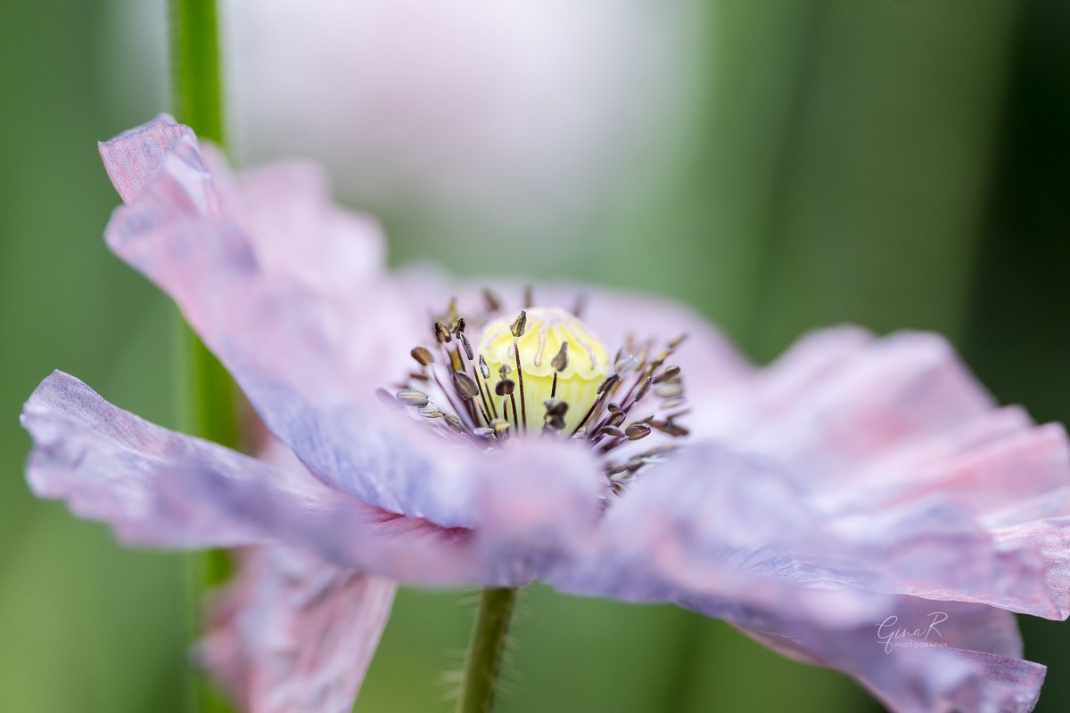 ginachillin's tweet photo. A beautiful sight this morning with more gorgeous poppies bursting into life ❤️❤️homegrown with seeds from @stocksandgreen. #poppytastic #amazinggreys #homegrown #GardenersWorld #gardening #ginar #macro #photographer #Hull #Yorkshire #flowers #Poppy https://t.co/VEdcdEXviS