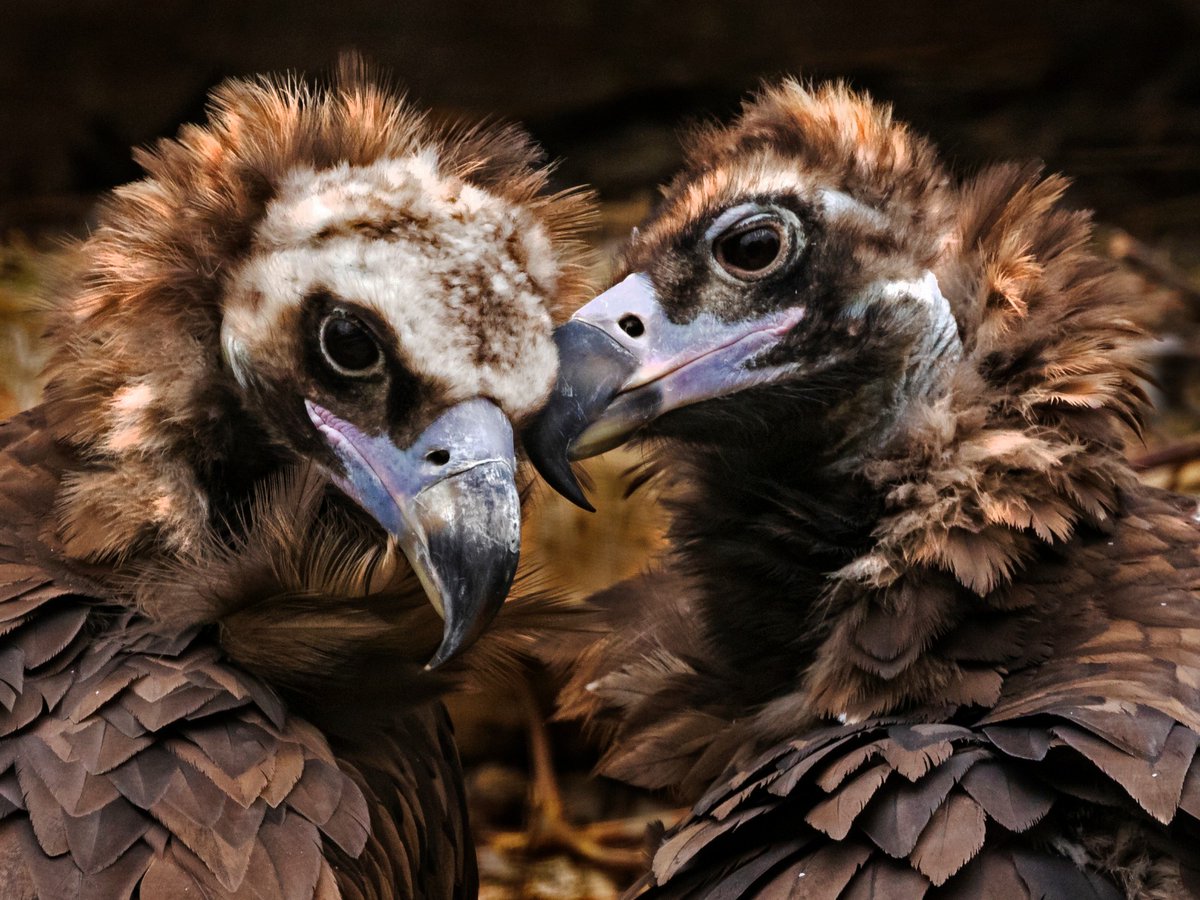 HawkConservancy's tweet photo. ⭐Saturday 4 of September is International Vulture Awareness Day to celebrate and raise awareness about these ecologically vital birds⭐ #IVAD2021 #LoveVultures

💚Organisations taking part can sign up here: https://t.co/pTqIUS1f3v 

Cinereous Vulture 📷 Yvonne West. https://t.co/vJYrYeCzro